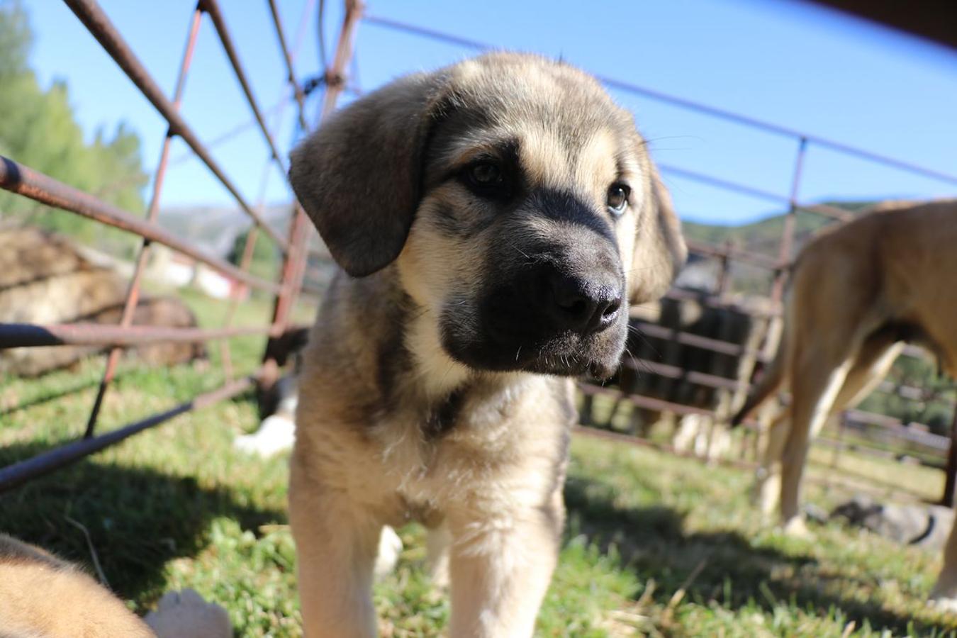 Fotos: Feria tradicional del Cristo de Lugueros 2019