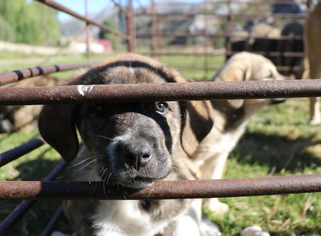 Fotos: Feria tradicional del Cristo de Lugueros 2019