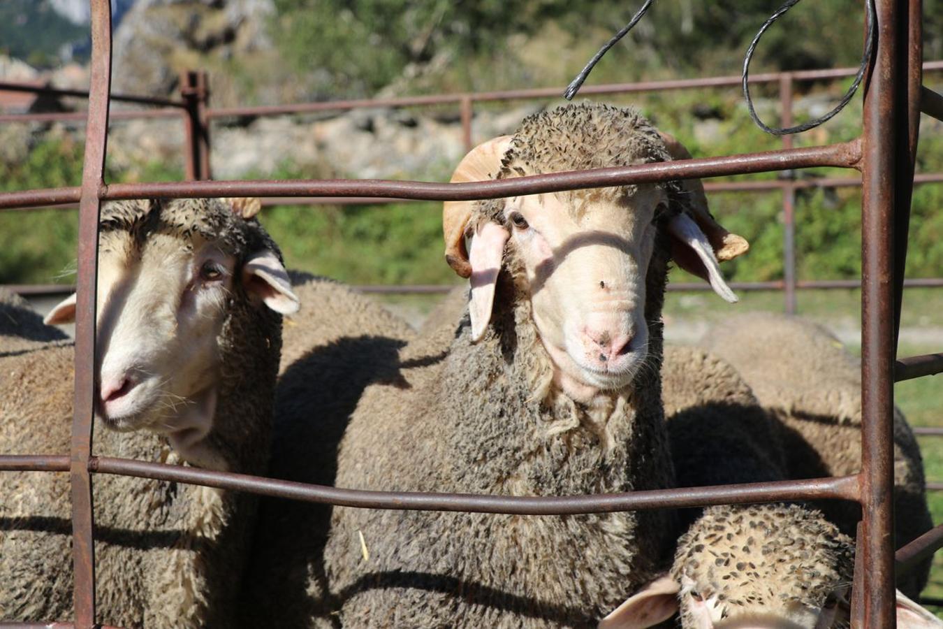 Fotos: Feria tradicional del Cristo de Lugueros 2019