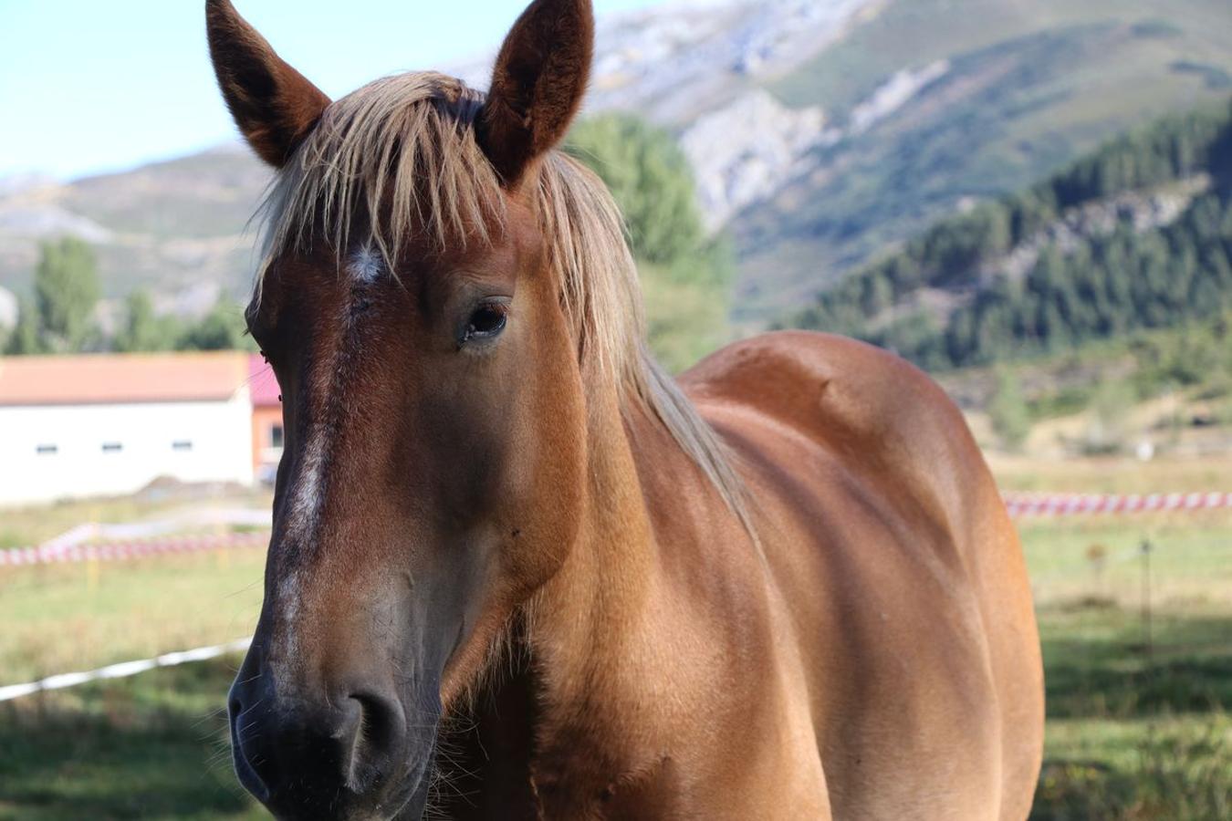 Fotos: Feria tradicional del Cristo de Lugueros 2019