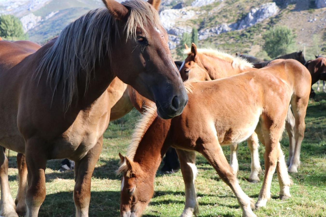 Fotos: Feria tradicional del Cristo de Lugueros 2019