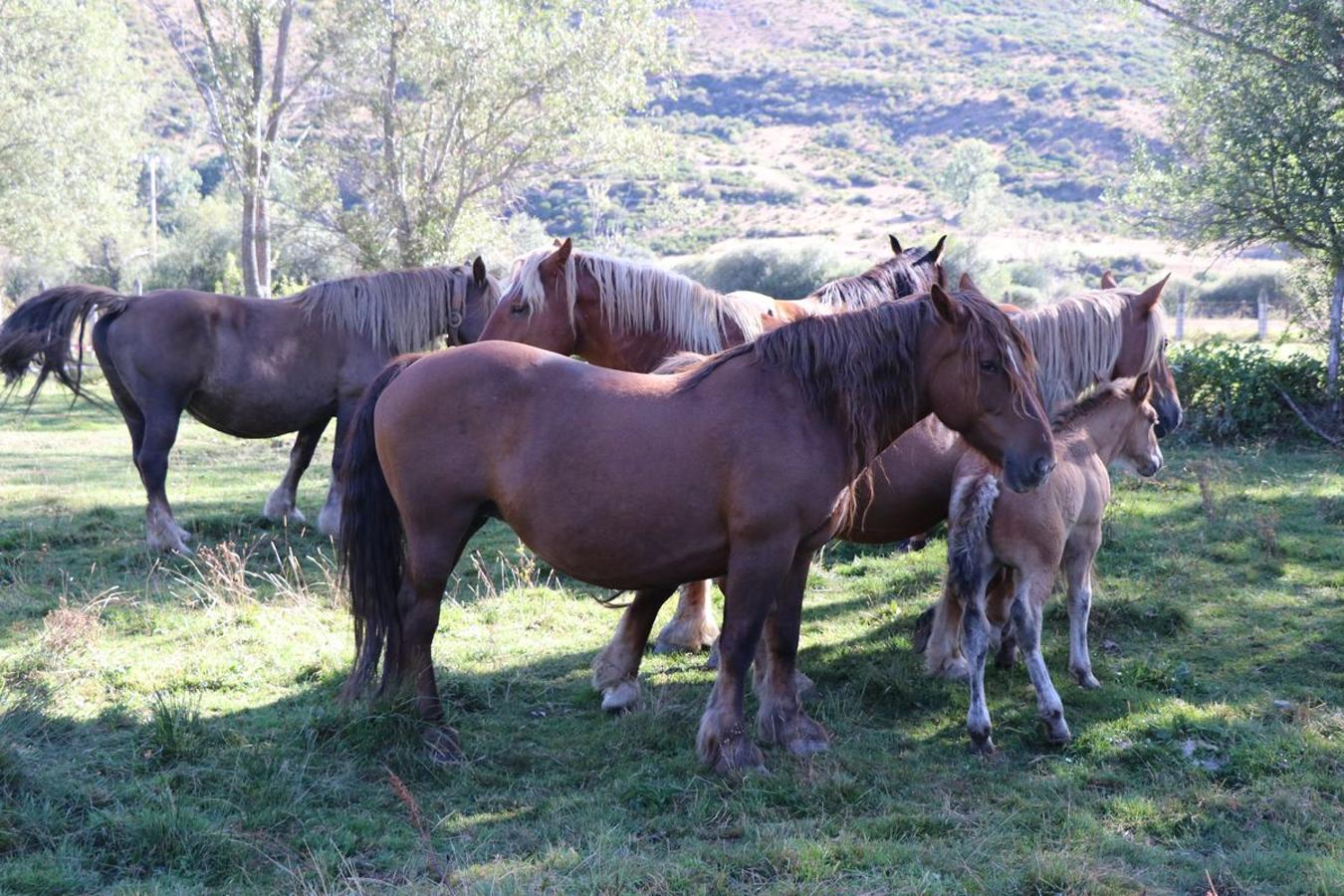Fotos: Feria tradicional del Cristo de Lugueros 2019