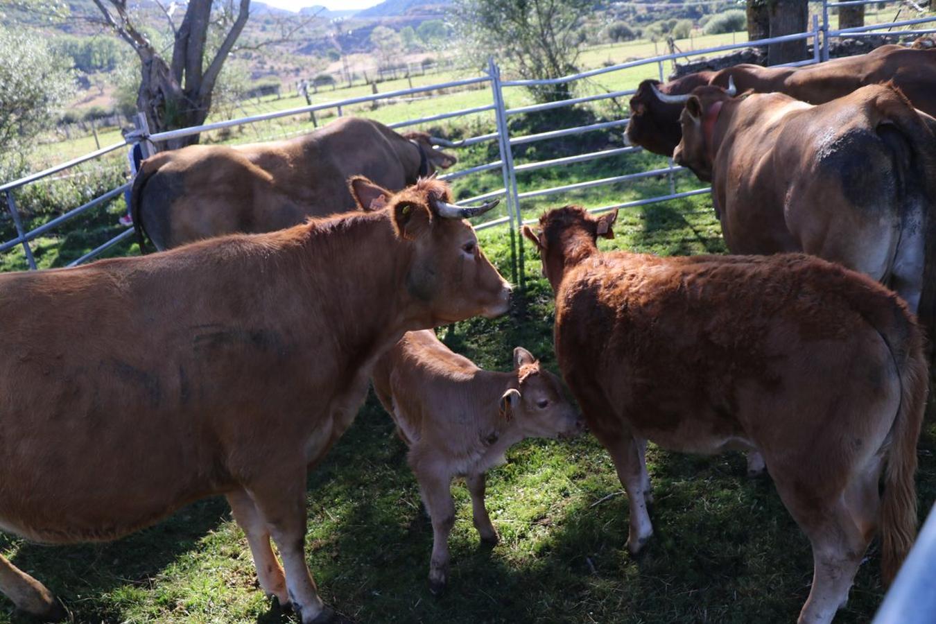 Fotos: Feria tradicional del Cristo de Lugueros 2019