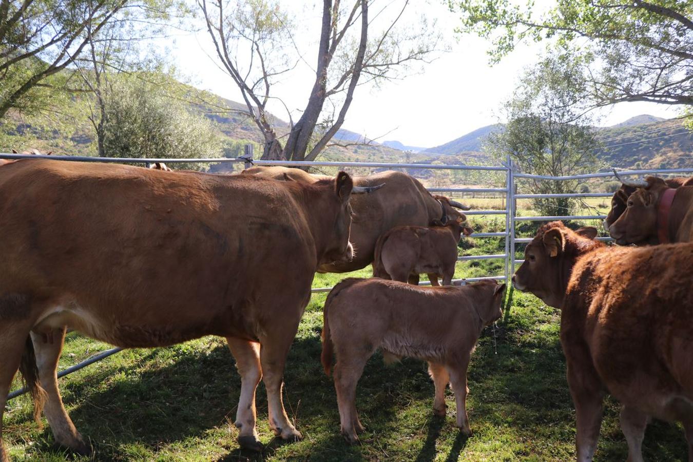 Fotos: Feria tradicional del Cristo de Lugueros 2019