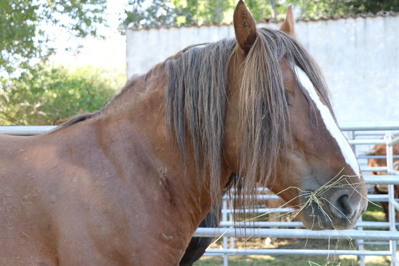 Fotos: Feria tradicional del Cristo de Lugueros 2019