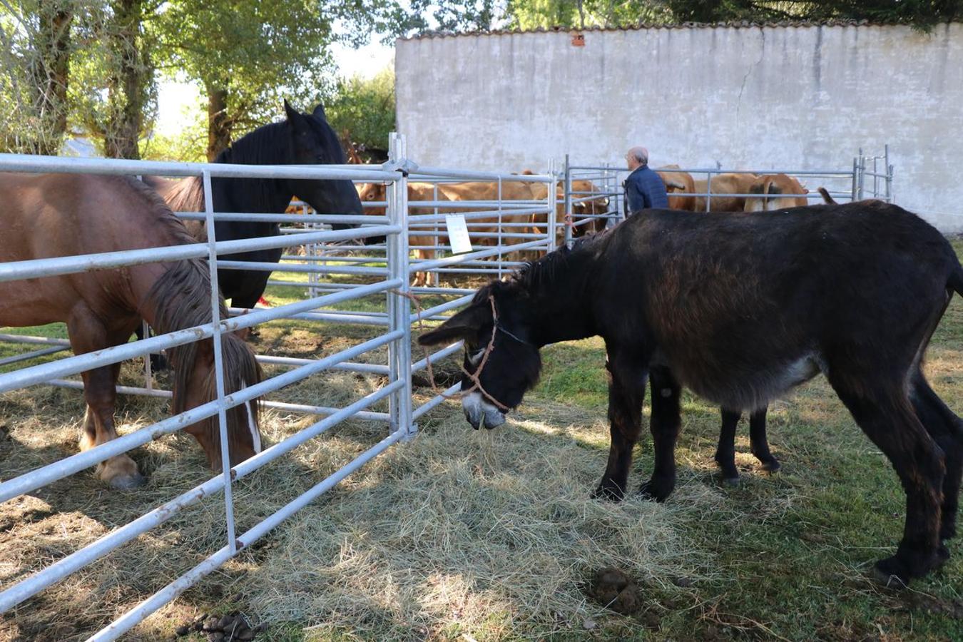 Fotos: Feria tradicional del Cristo de Lugueros 2019