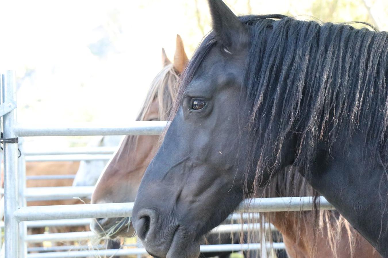 Fotos: Feria tradicional del Cristo de Lugueros 2019
