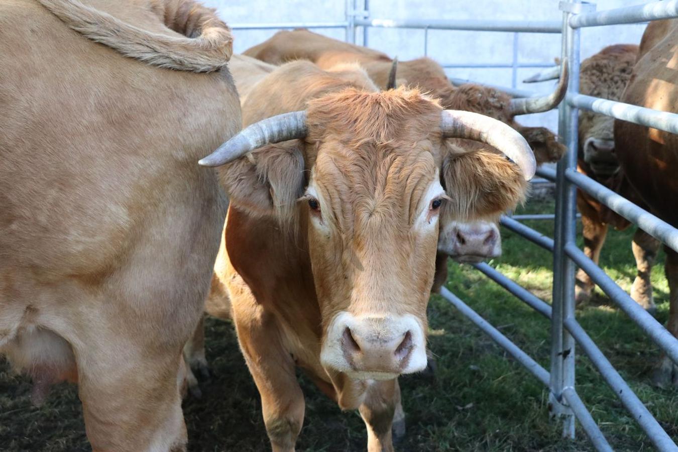 Fotos: Feria tradicional del Cristo de Lugueros 2019