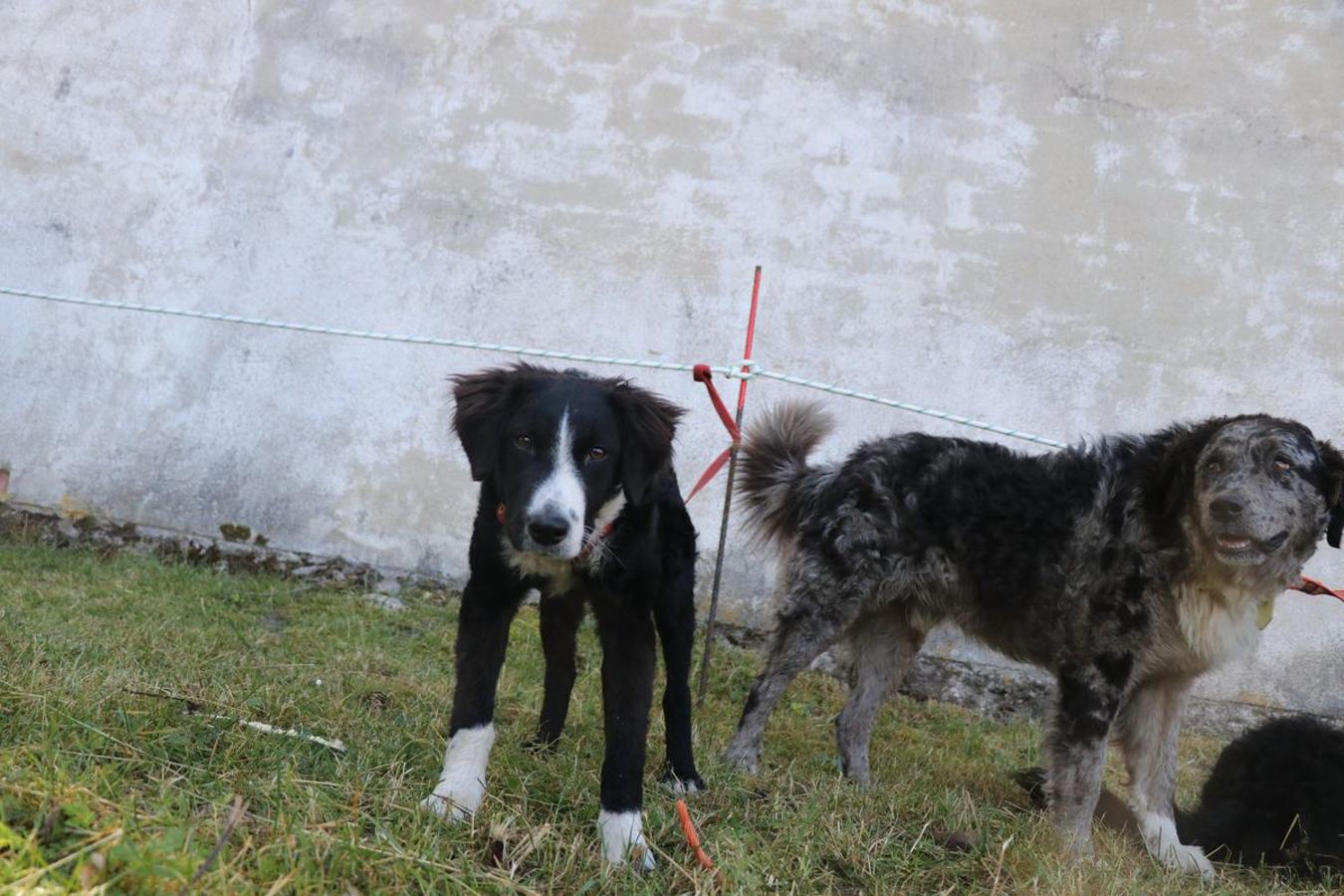 Fotos: Feria tradicional del Cristo de Lugueros 2019