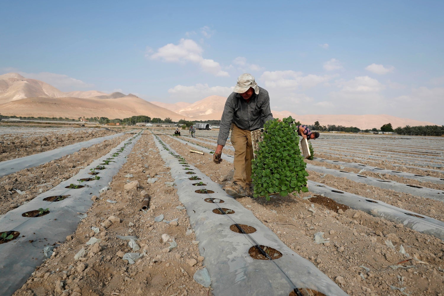 Un agricultor palestino planta berenjenas en el valle del Jordán en la Cisjordania ocupada por Israel.