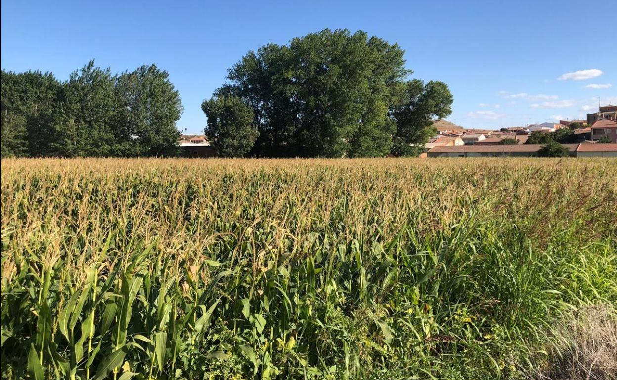 Una parcela sembrada de maíz en Pollos (Valladolid)