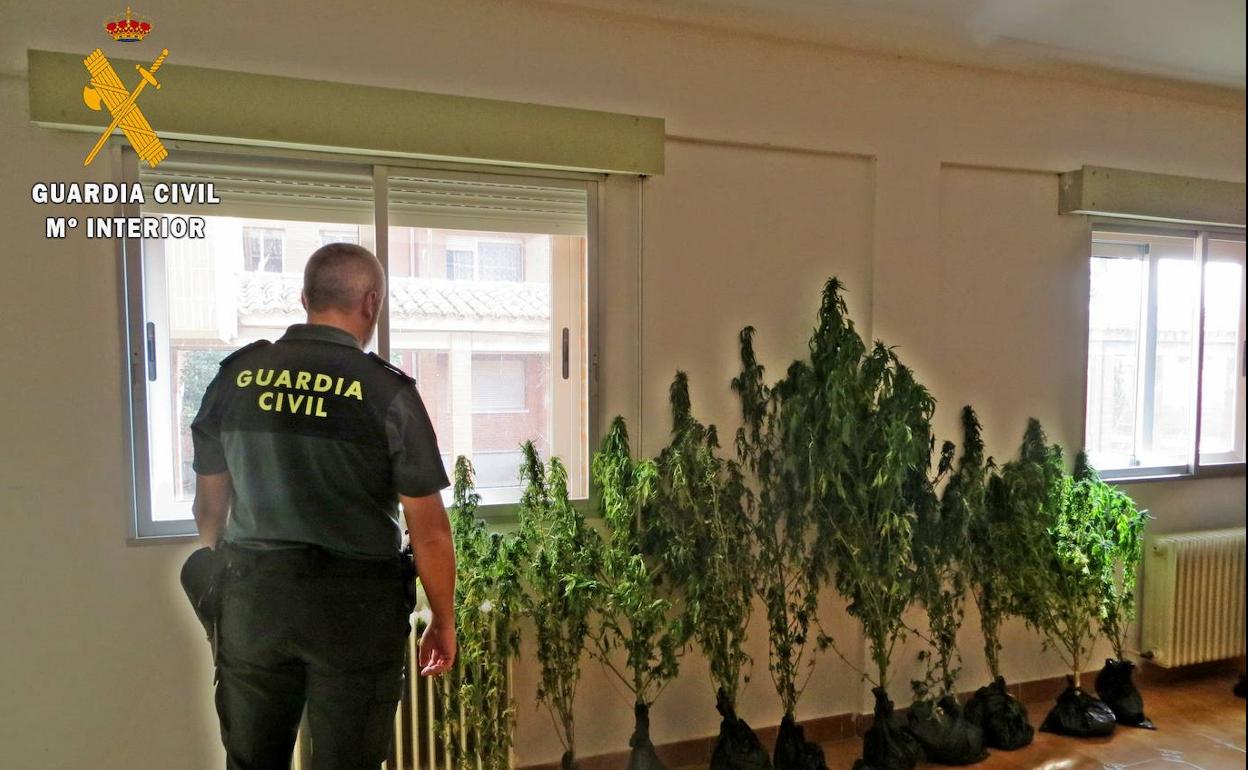 La Guardia Civil incauta una plantación de marihuana en Villamediana.