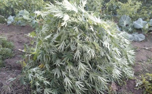Imagen de algunas de las plantas de marihuana que fueron localizadas.