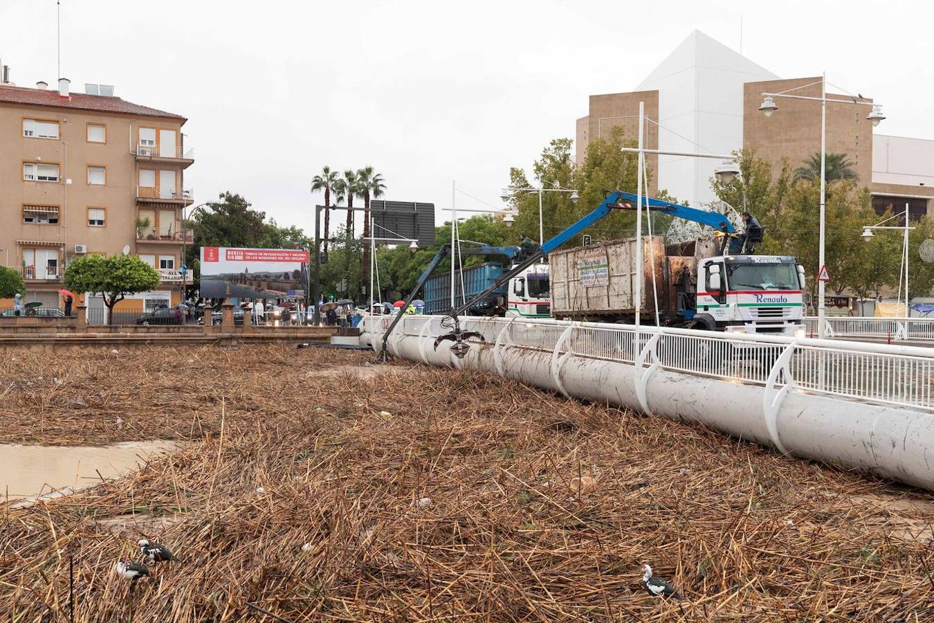 Las cañas arrastradas por la riada atascan los puentes sobre el río Segura, en Murcia.