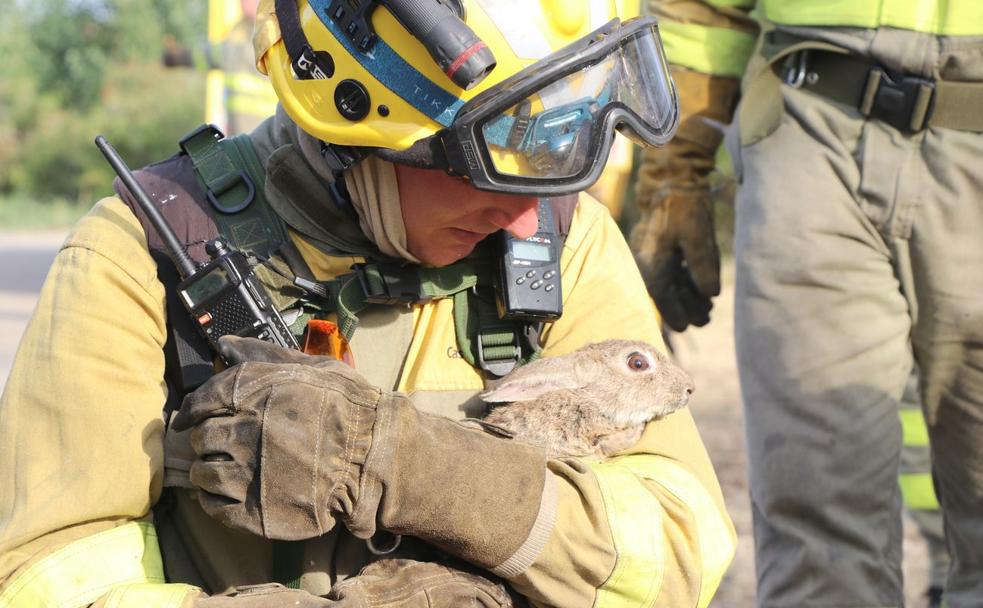 Un brigadista auxilia a un conejo cuando huía del fuego en Santa Olaja.