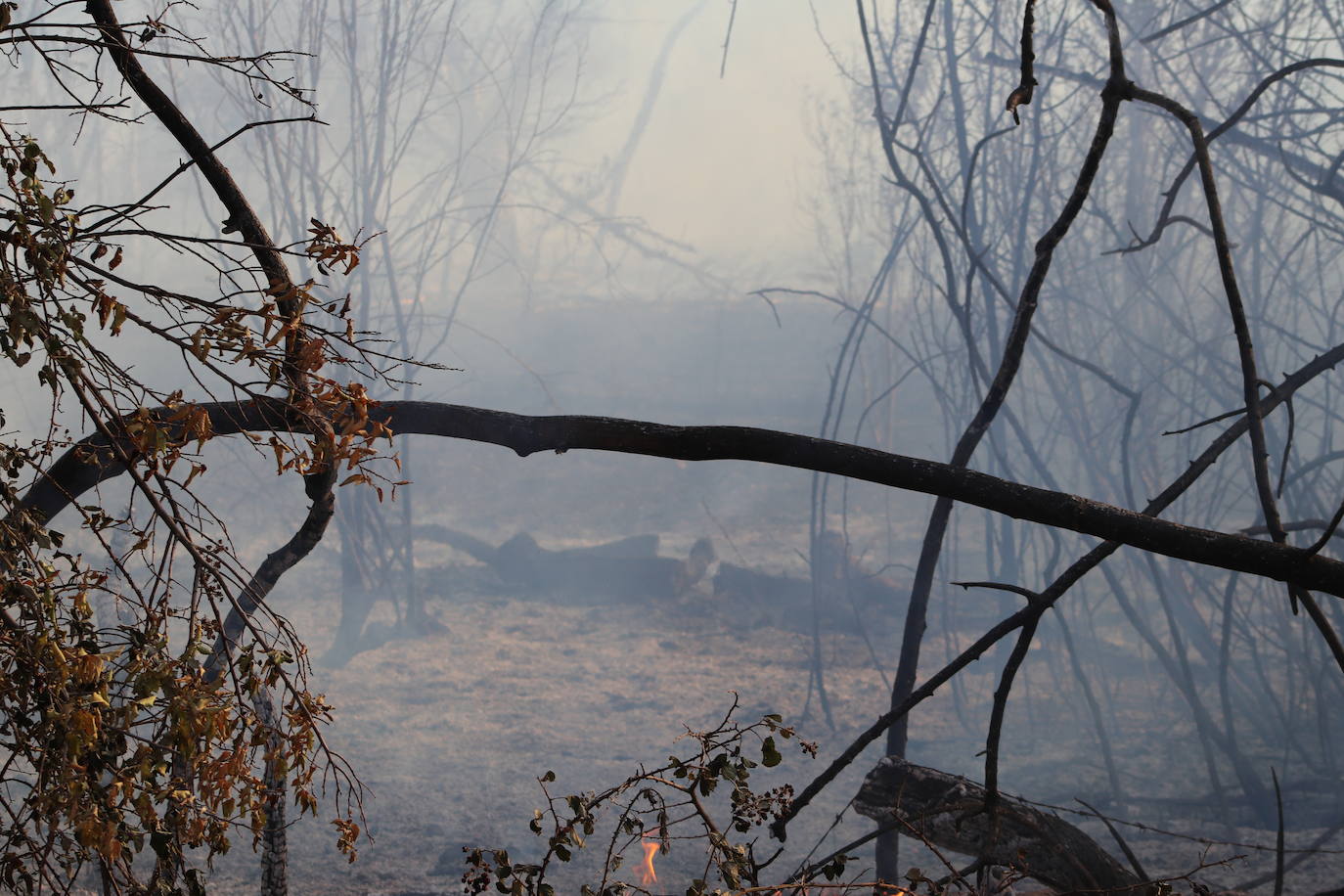 El fuego vuelve a Santa Olaja de la Ribera este viernes.