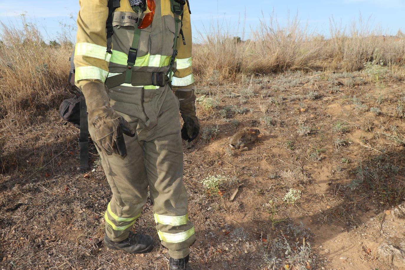 El fuego vuelve a Santa Olaja de la Ribera este viernes.