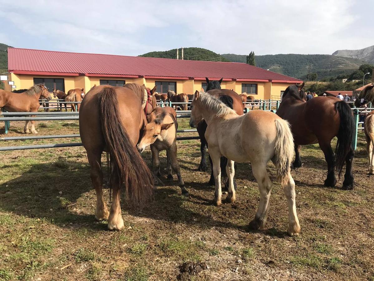 Fotos: XLI Concurso Exposición de Ganado de Montaña en Puebla de Lillo