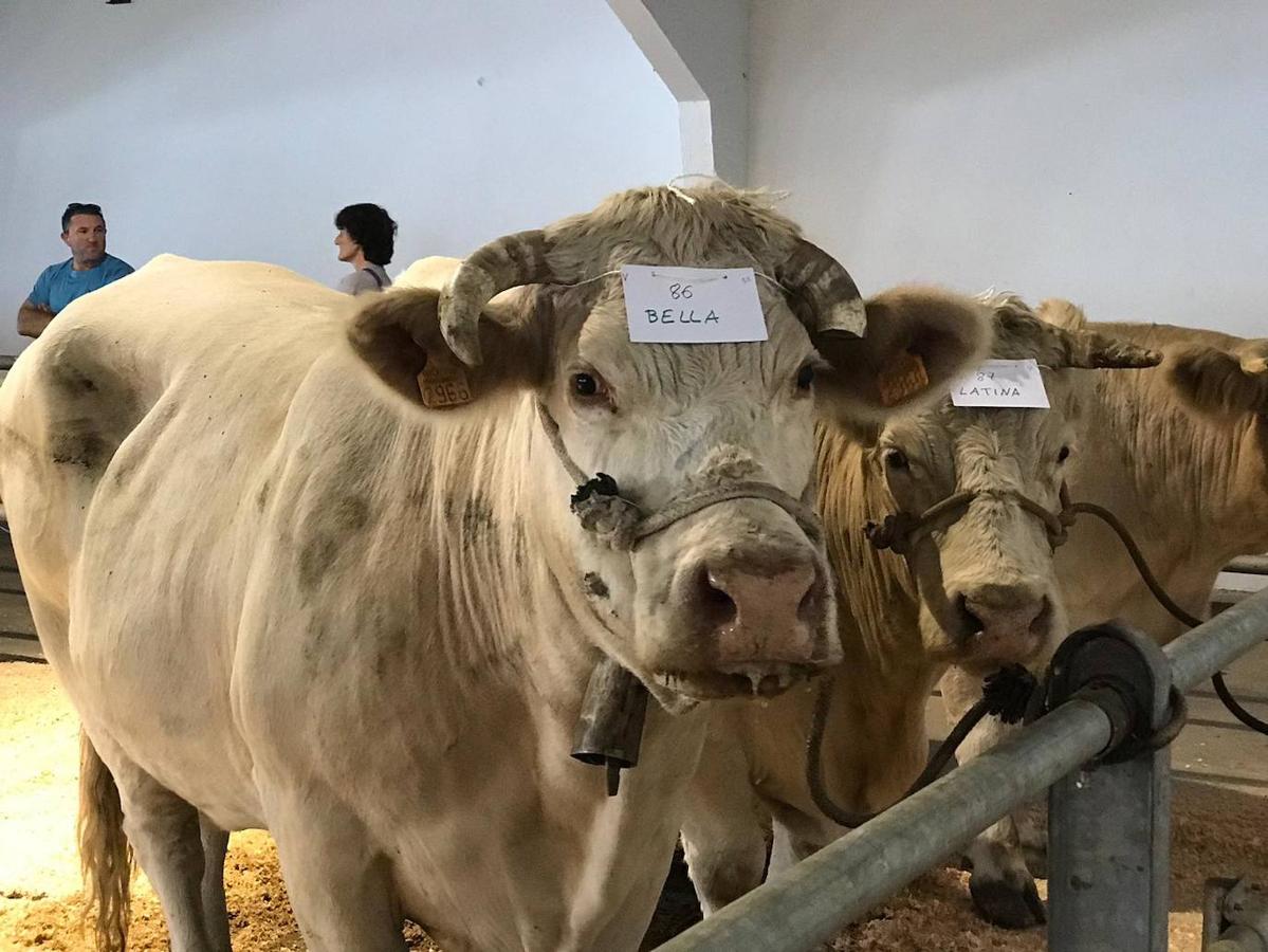 Fotos: XLI Concurso Exposición de Ganado de Montaña en Puebla de Lillo