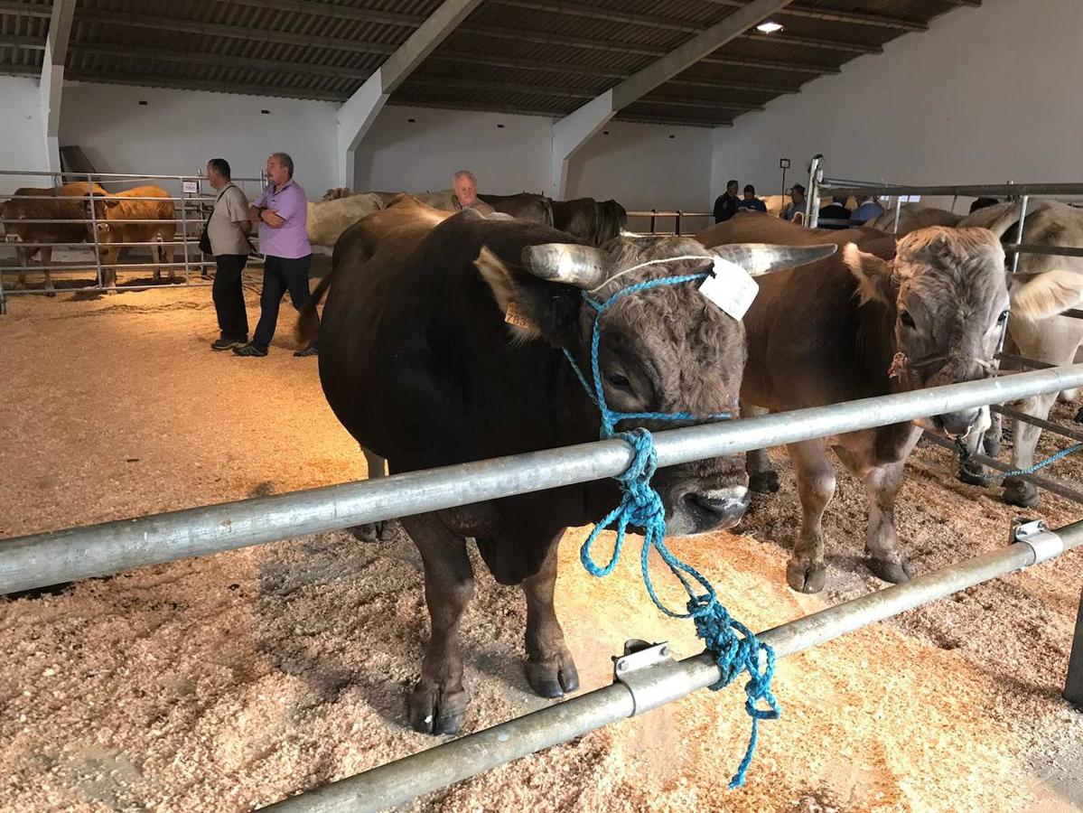 Fotos: XLI Concurso Exposición de Ganado de Montaña en Puebla de Lillo