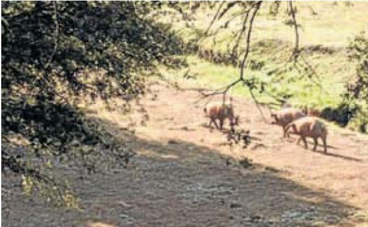 Cerdos en una finca en Ituero de Azaba, Salamanca,