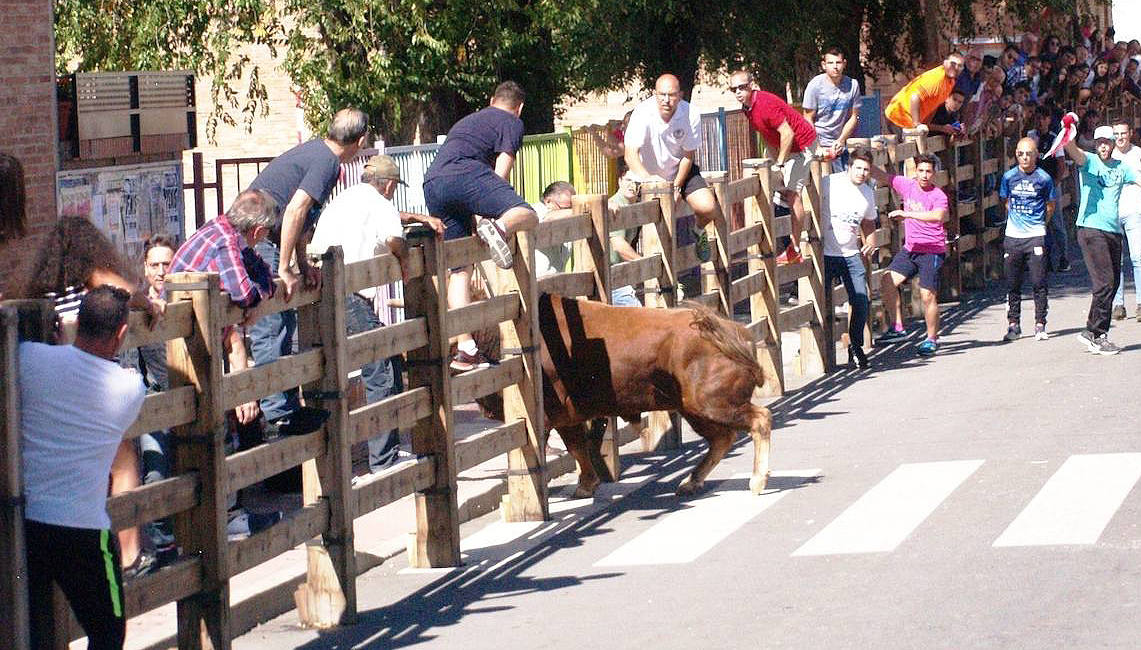 Un toro rompe las talanqueras y escapa en el encierro de Íscar hiriendo a dos personas. 