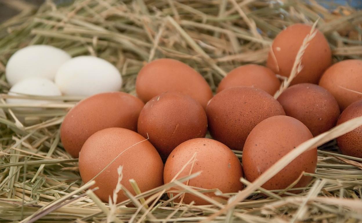 Los huevos relacionados con los 40 casos de salmonelosis de Bizkaia procedían de una granja de Segovia