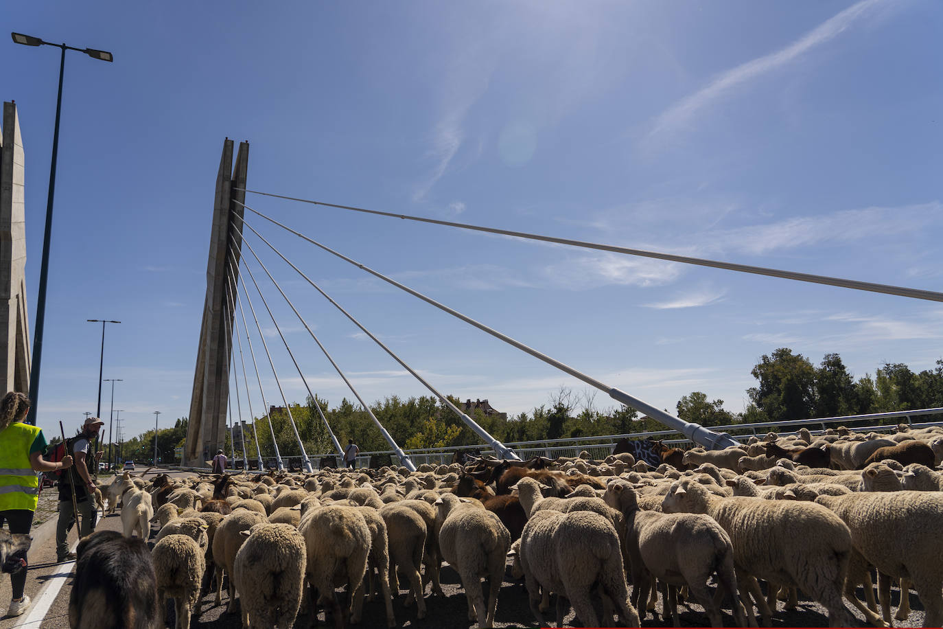 Fotos: Un rebaño de 2.000 ovejas &#039;toma&#039; Valladolid