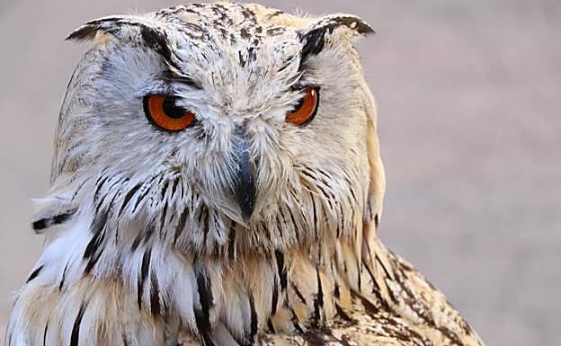 Galería. Un búho, durante la presentación del evento.