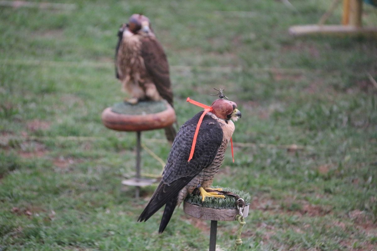 Fotos: La cetrería internacional se cita en La Virgen del Camino