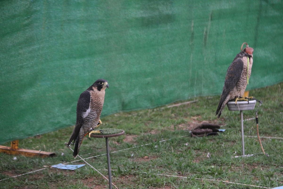 Fotos: La cetrería internacional se cita en La Virgen del Camino