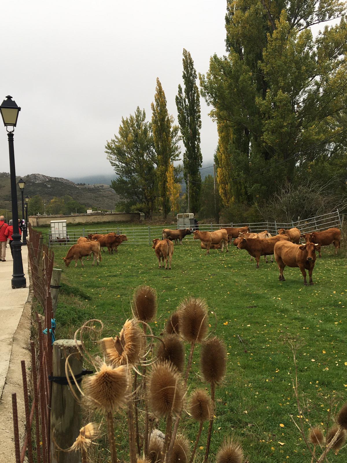 La localidad de Carmenes ha celebrado este domingo la XXI edición de su Feria Tradicional. Esta cita rememora durante dos días el tradicional sistema de vida autóctono, como las artesanías en madera, la exhibición de ganado y un importante desfile de pendones.