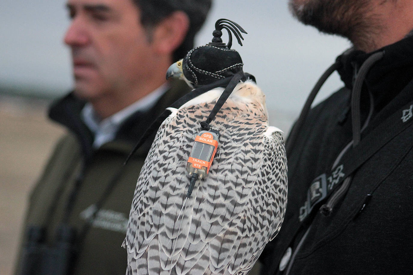 Fotos: Intensas finales en las XXV Jornadas Internacionales de Cetrería