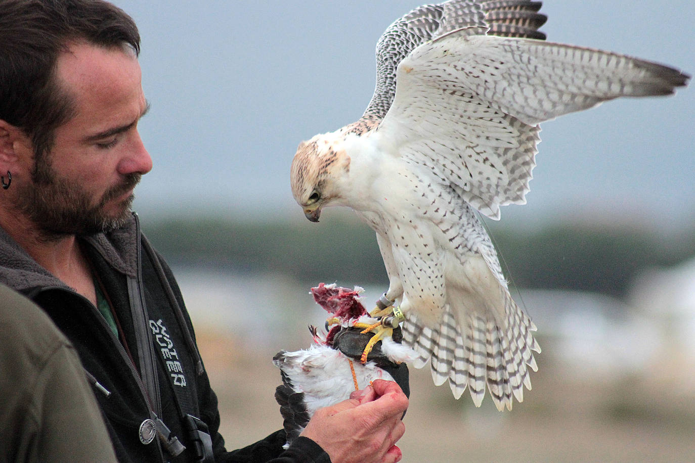 Fotos: Intensas finales en las XXV Jornadas Internacionales de Cetrería