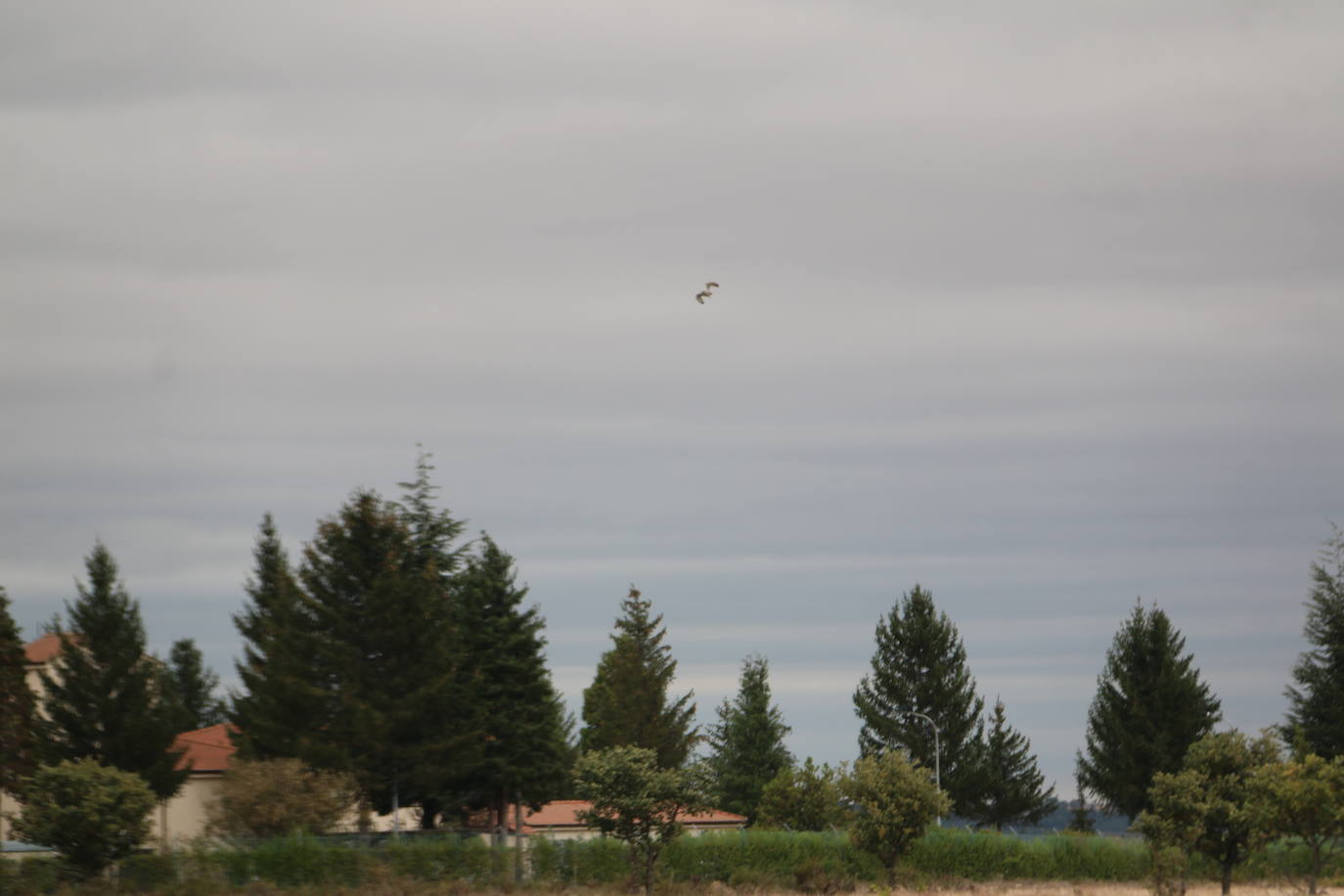 Fotos: Intensas finales en las XXV Jornadas Internacionales de Cetrería