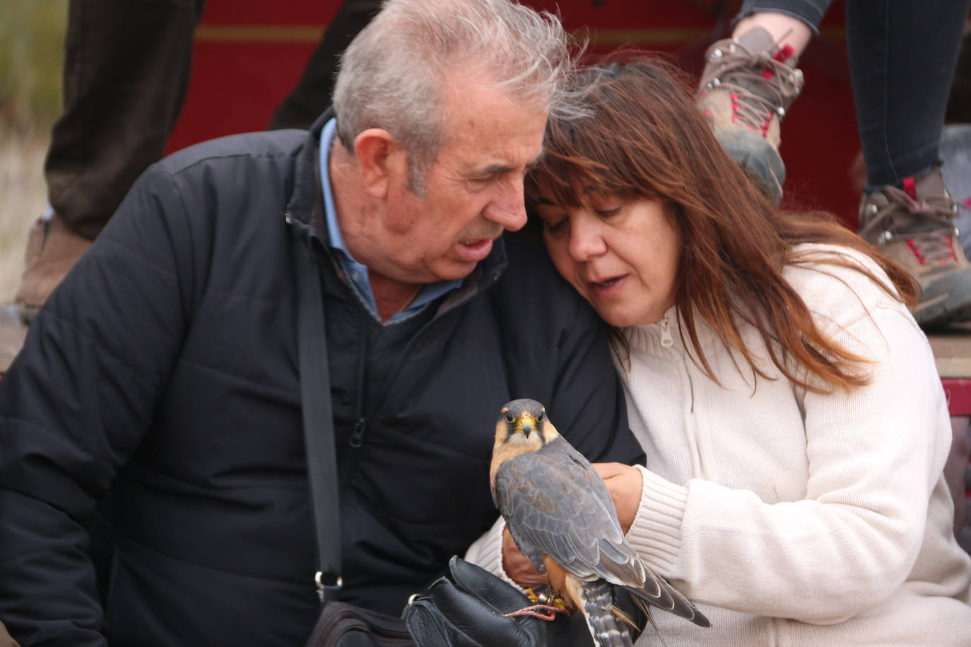 Fotos: Intensas finales en las XXV Jornadas Internacionales de Cetrería