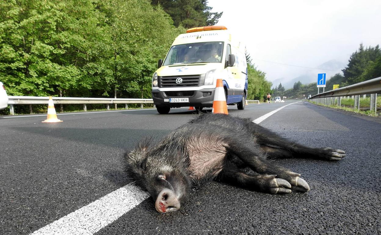 Un jabalí muerto en la carretera, tras ser embestido por un coche. 