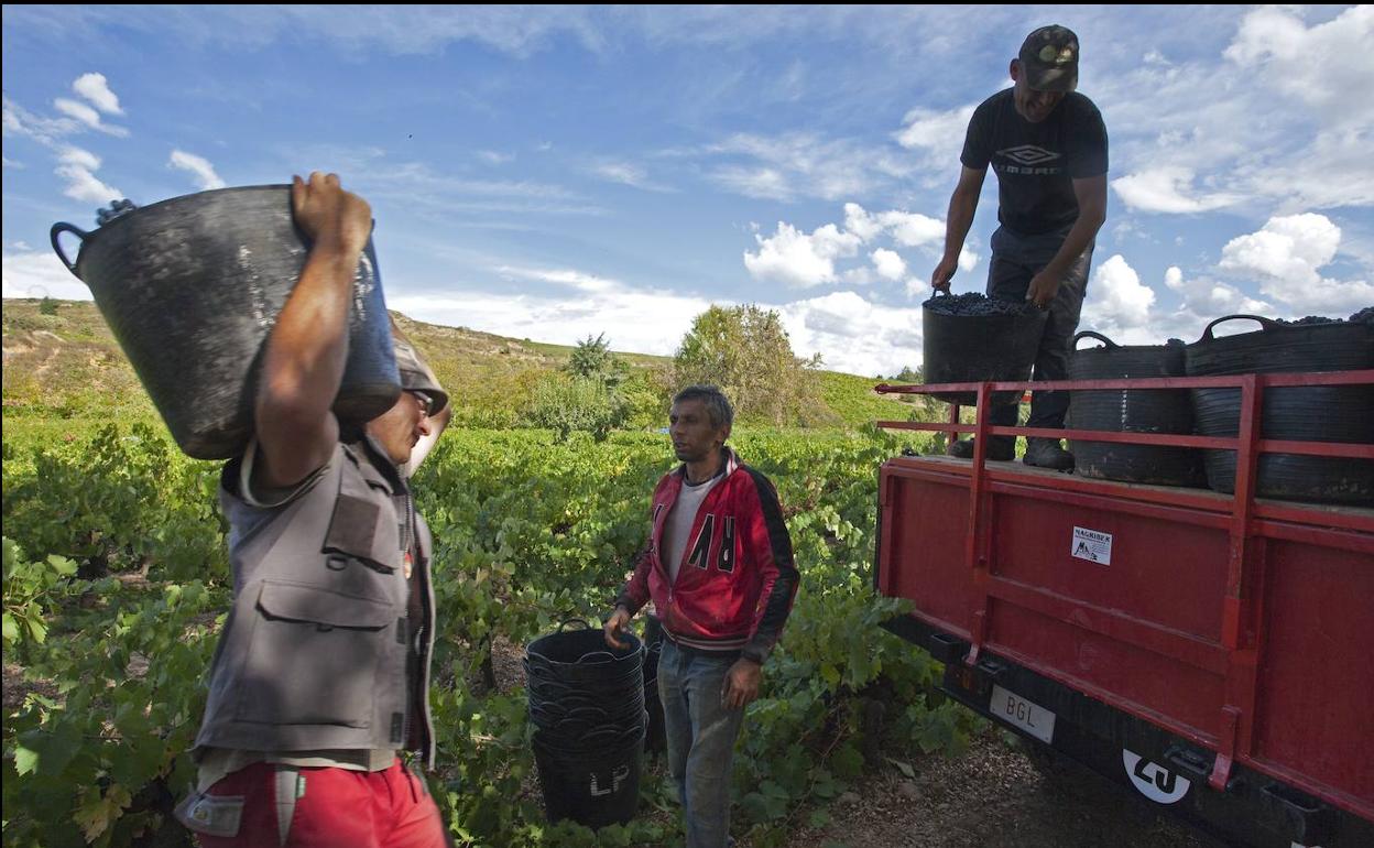 Vendimia en El Bierzo.