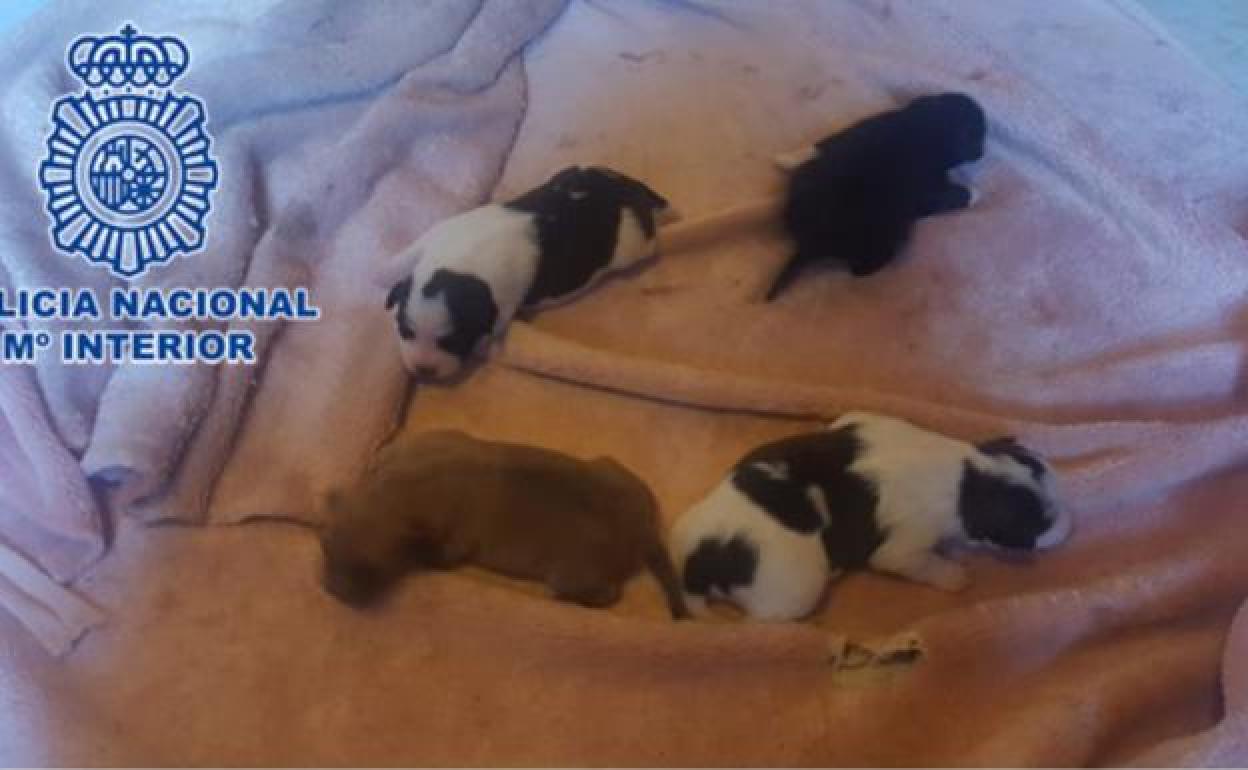 Intenta matar a cuatro perros metiéndolos en un congelador