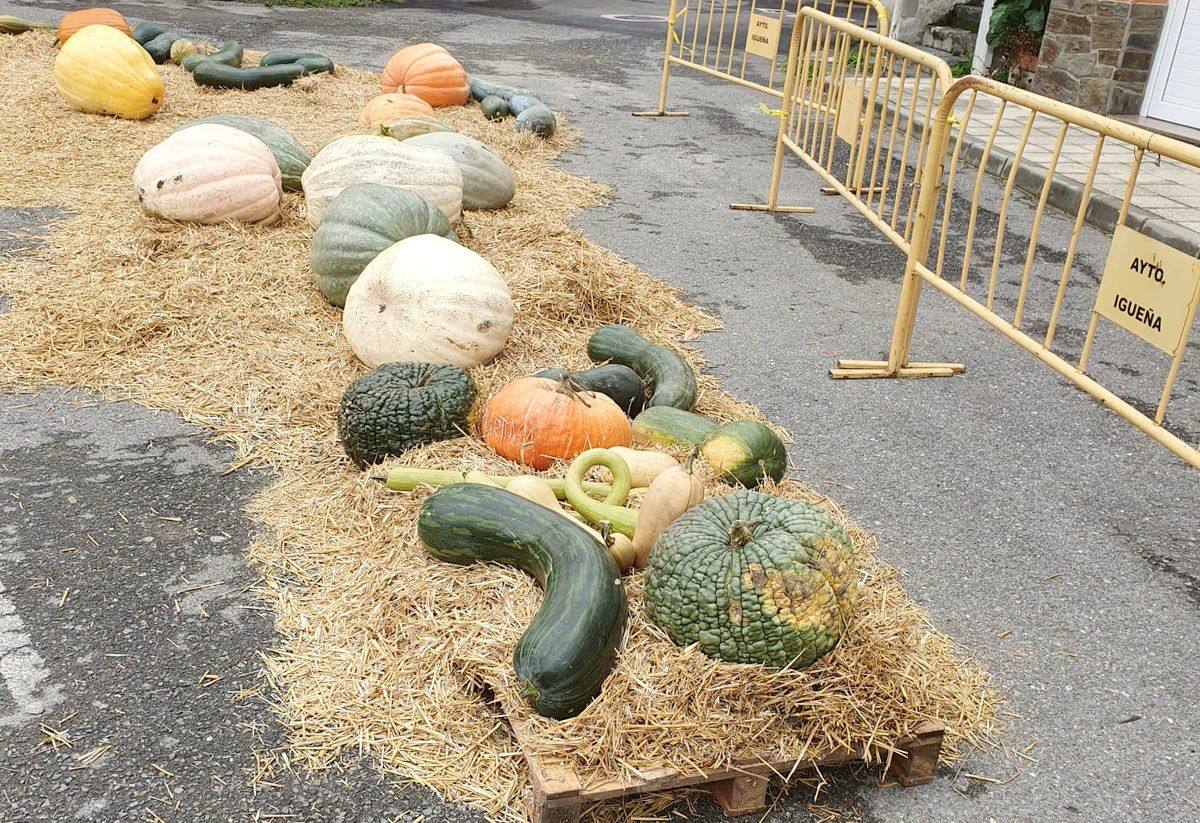 Fotos: En Igüeña, si saben dar calabazas