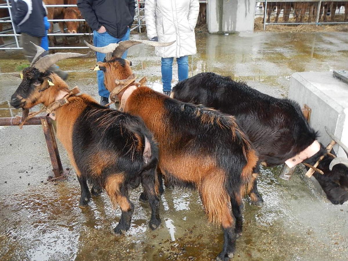 Fotos: Riaño celebra su Feria bajo la nieve