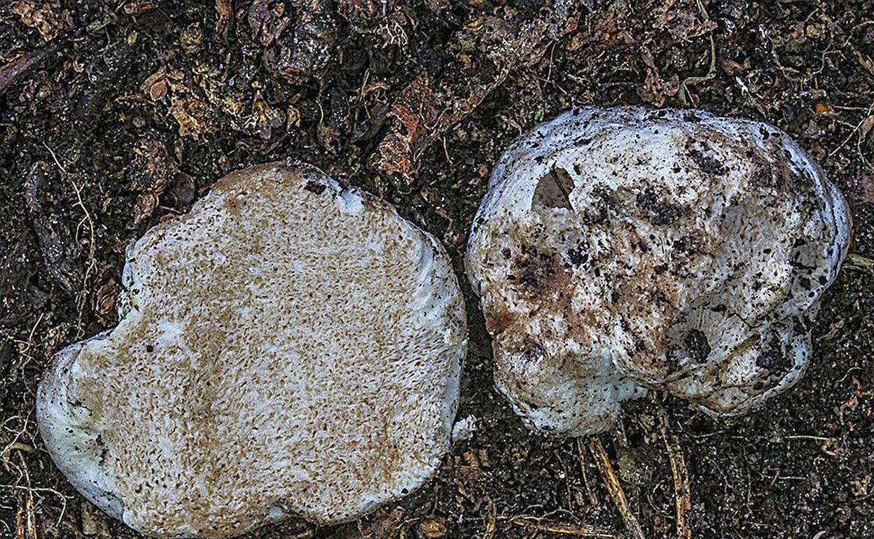 Ejemplares de 'Entoloma quellarense'. 