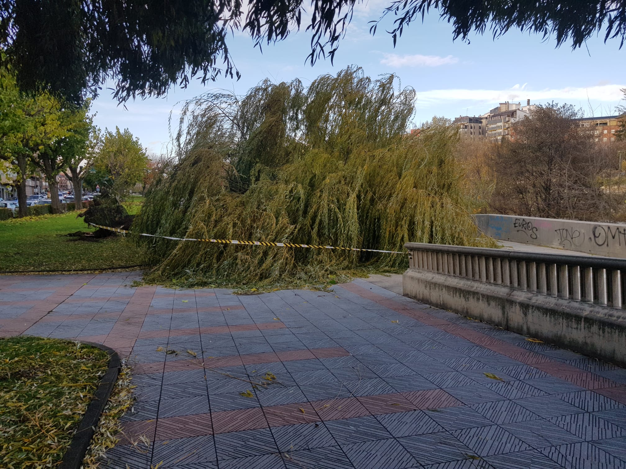 El intenso viento derriba un ejemplar de este árbol en pleno paseo del río Bernesga