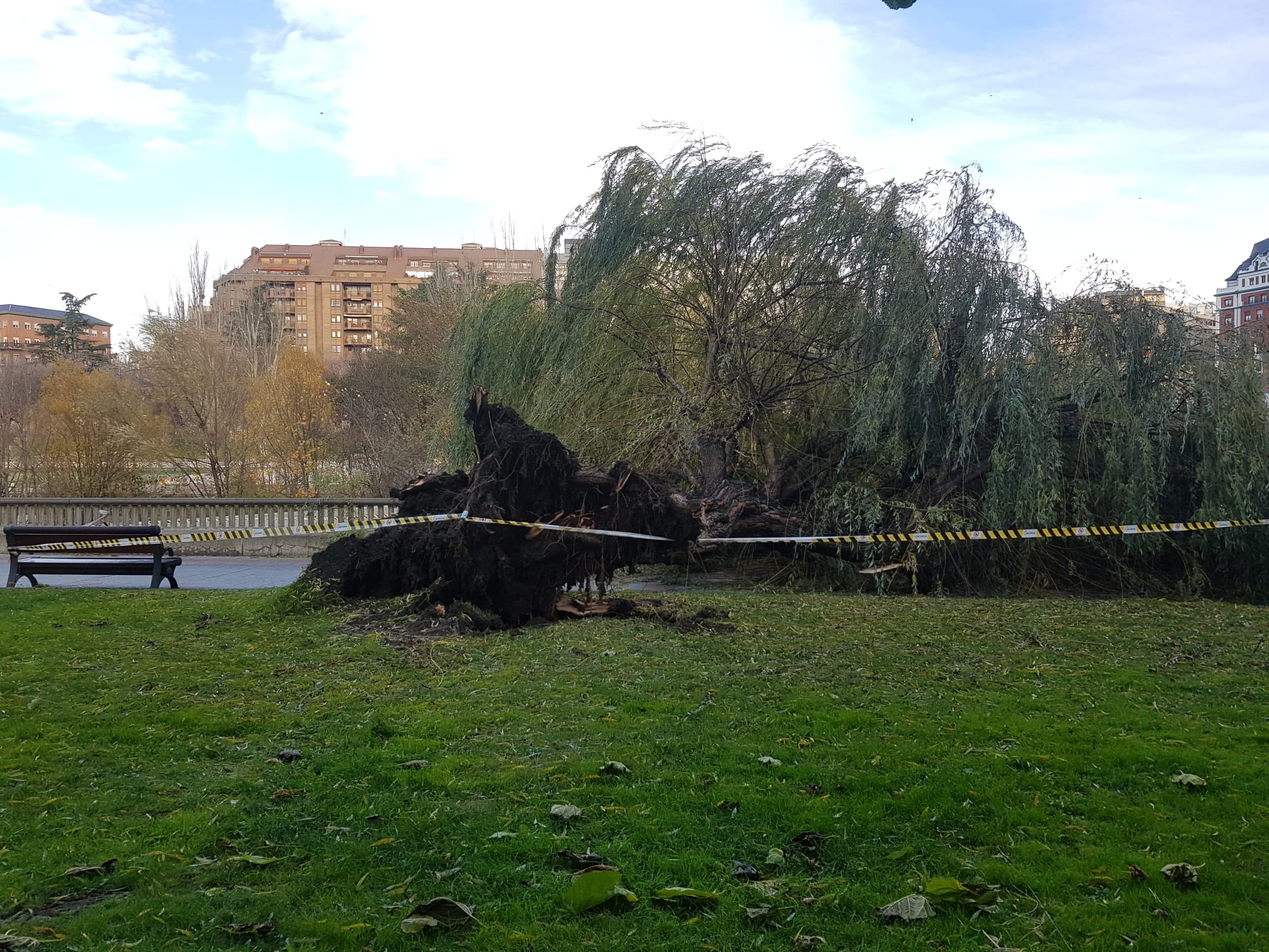 El intenso viento derriba un ejemplar de este árbol en pleno paseo del río Bernesga
