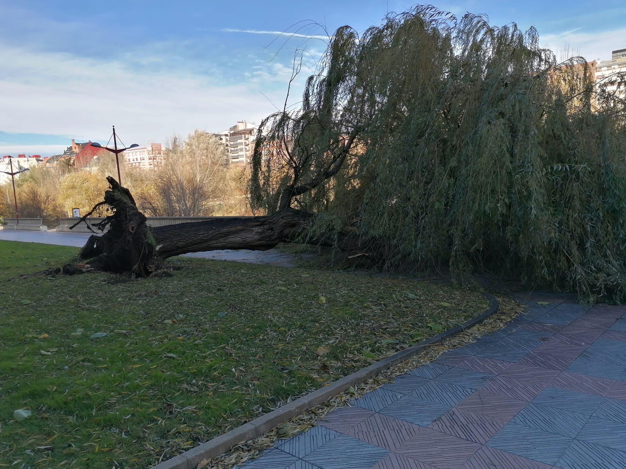 El intenso viento derriba un ejemplar de este árbol en pleno paseo del río Bernesga