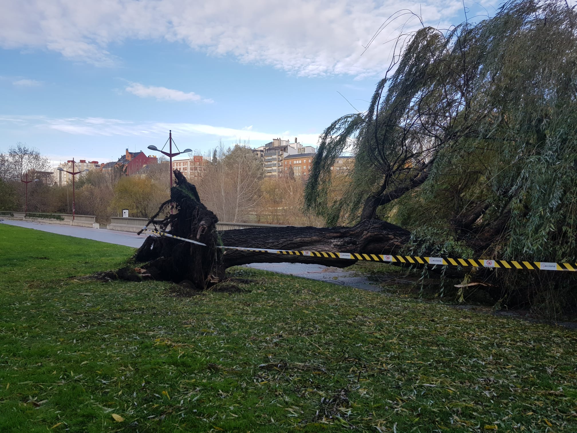 El intenso viento derriba un ejemplar de este árbol en pleno paseo del río Bernesga