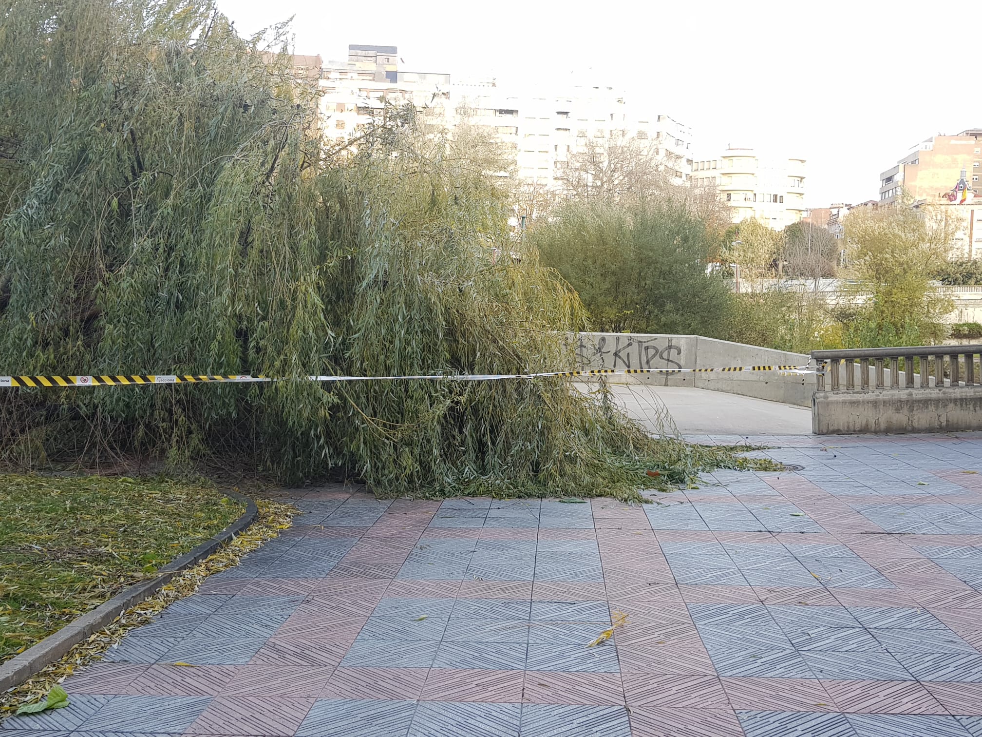 El intenso viento derriba un ejemplar de este árbol en pleno paseo del río Bernesga
