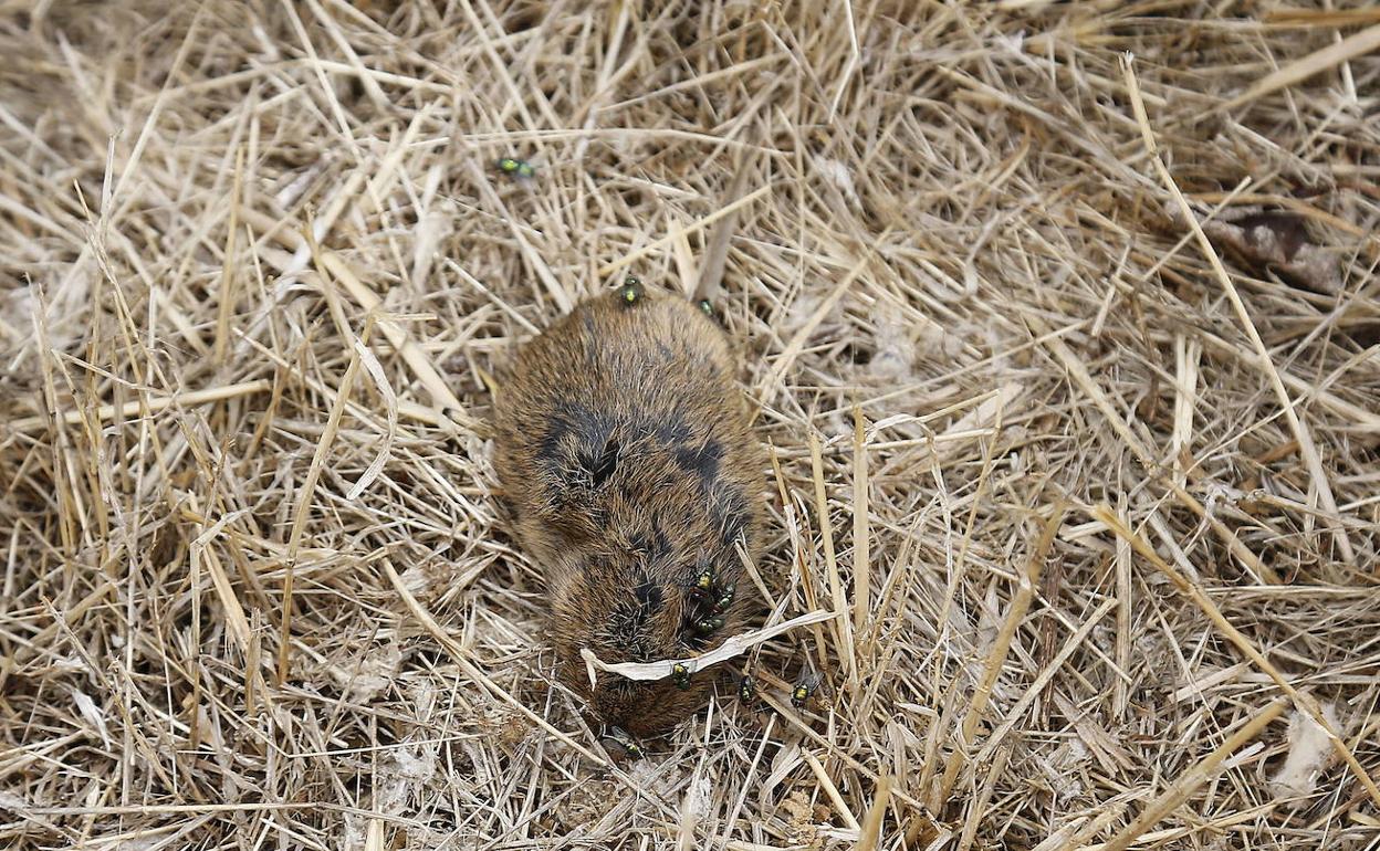 Un topillo muerto en unas tierras de Palencia. 