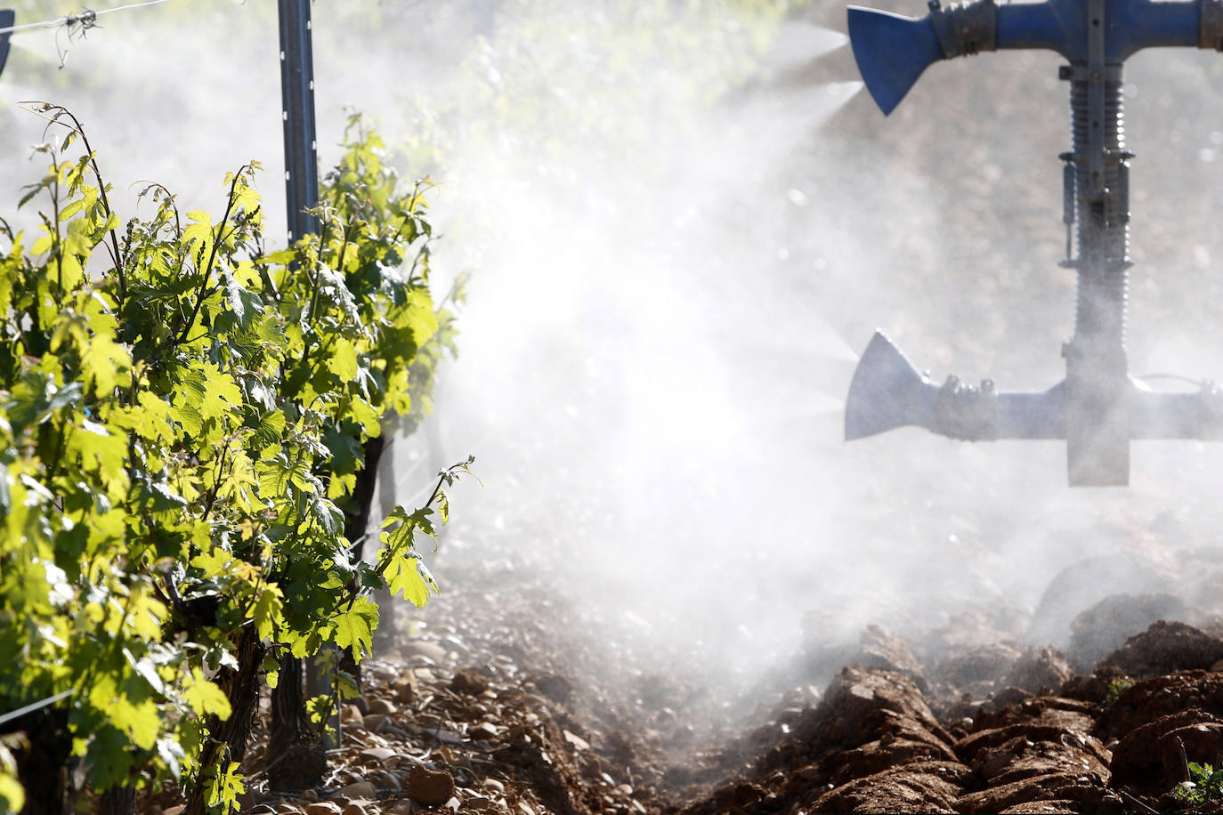 Fotos: León, tierra de vinos con Denominación de Origen