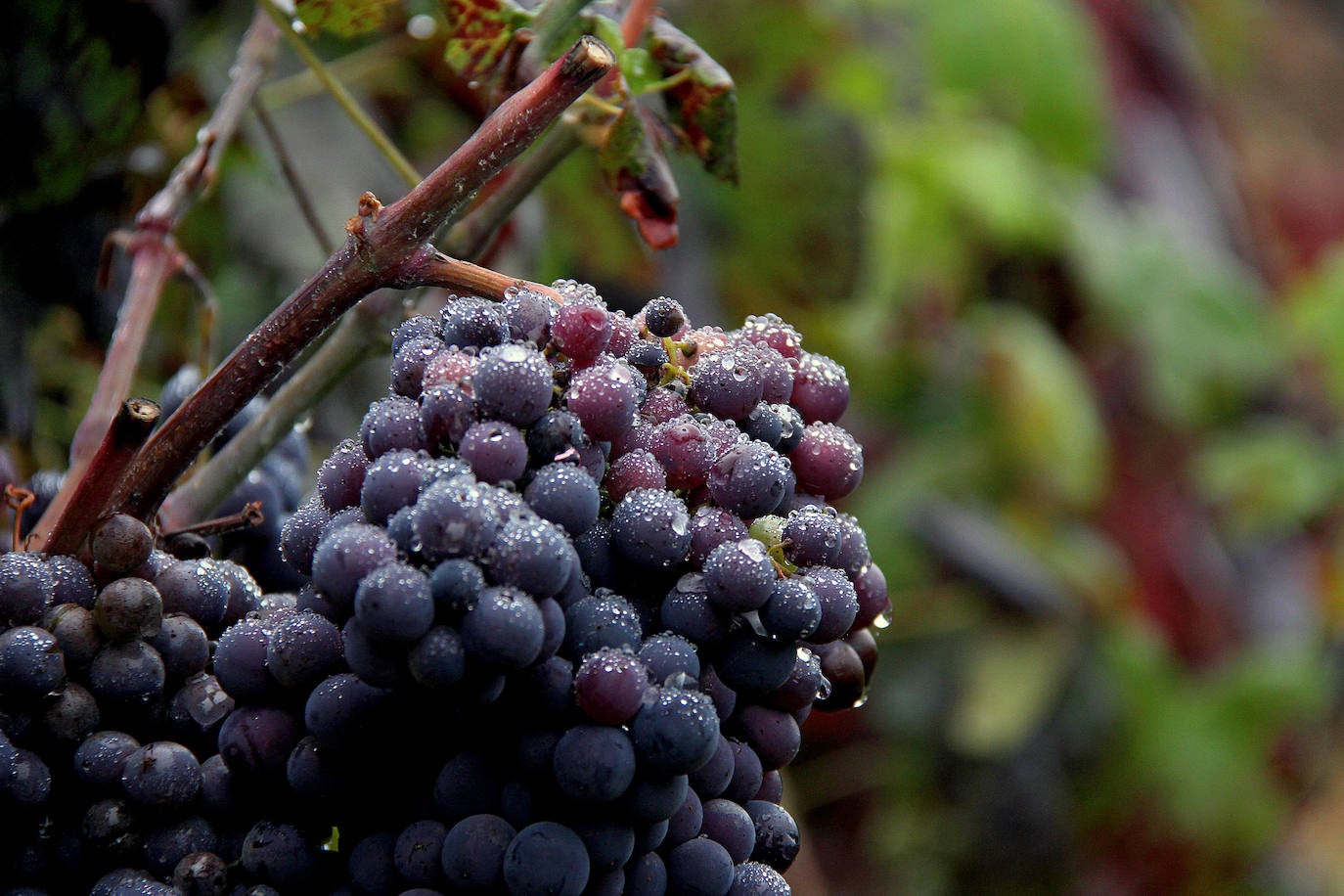 Fotos: León, tierra de vinos con Denominación de Origen